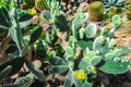 Cactus landscape. Cultivation of cacti. Cactus field. Garden of flower Opuntia microdasys.