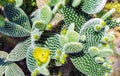 Cactus landscape. Cultivation of cacti. Garden of flower. Opuntia microdasys