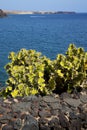 Cactus lanzarote in spain musk water yacht boat and summer