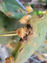 Cactus leaf buds spike thorn