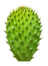 Cactus leaf isolated