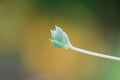 Cactus Leaf Macro Shot