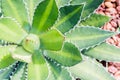 Cactus leaf pattern background