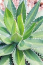 Cactus leaf pattern background