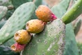 Cactus leave with four fruits