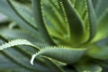 Cactus leaves closeup Royalty Free Stock Photo