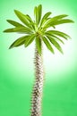 Cactus with leaves on green background