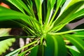 Cactus with leaves on green background. Pachypodium lameri Royalty Free Stock Photo