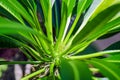 Cactus with leaves on green background. Pachypodium lameri Royalty Free Stock Photo