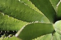 Cactus Leaves Perspective Royalty Free Stock Photo