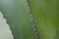 Cactus leaves with thorns Royalty Free Stock Photo