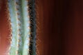 Cactus on left side of image , in front of rusty orange wall.