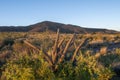 Cactus in Lihue Calel National Park, Royalty Free Stock Photo