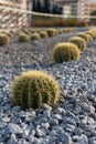 Cactus Royalty Free Stock Photo