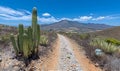 Cactus-lined path leading to mountain Royalty Free Stock Photo