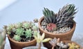 Cactus in earthenware pot, GRAPTOPETALUM MACDOUGALLII ALXANDER