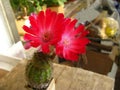 Cactus Lobivia jajoiana plant blooms in red, close-up, luxurious flower
