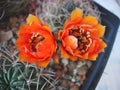 Cactus Lobivia jajoiana var. caspalasensis WR 6934 with flowers