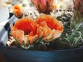 Cactus Lobivia jajoiana var. caspalasensis WR 6934 with flowers