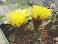 Cactus Lobivia jajoiana with yellow flowers Royalty Free Stock Photo