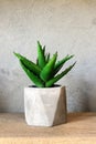 Cactus in loft interior. Succulent in concrete pot.