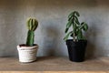 Cactus in loft interior. Succulents on concrete background.
