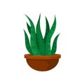 Cactus with long green leaves in brown clay pot. Small indoor plant. Decorative houseplant. Flat vector element for home Royalty Free Stock Photo