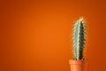 Cactus with long needles in a small pot against the background of an orange terracotta wall