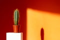 Cactus with long needles in a small pot and its shadow gray silhouette on the orange wall