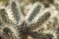 Cactus with long spikes being illuminated by the sun Royalty Free Stock Photo