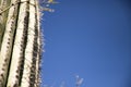 Cactus with long spikes in the bright morning sun Royalty Free Stock Photo
