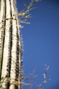 Cactus with long spikes in the bright morning sun Royalty Free Stock Photo