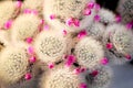 Cactus with long white  hair and colorful bright pink flowers top view blooming in nature garden Royalty Free Stock Photo