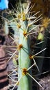 Cactus with long yellow thorns close up Royalty Free Stock Photo