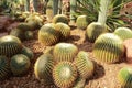 Cactus in Shanghai Chenshan garden greenhouse Royalty Free Stock Photo