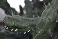 cactus in morning due Royalty Free Stock Photo