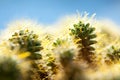 Cactus macro