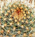 Cactus macro closeup