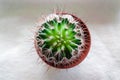 Cactus macro photo of the nature of the plant Echinocactus grusonii. Background plant cactus in a flower pot. Image of a cactus