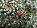 cactus Royalty Free Stock Photo
