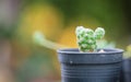 Cactus Macro Shot