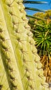 Cactus macro view Royalty Free Stock Photo