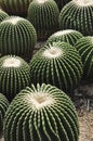 Cactus made mini garden Royalty Free Stock Photo