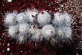 Cactus mammillaria Royalty Free Stock Photo