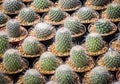 Cactus Mammillaria beneckei. Are cultivating in the nursery