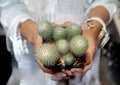 Cactus Mammillaria beneckei. Are cultivating in the nursery In the palm of a woman