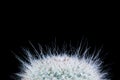 Cactus Mammillaria Brauneana Klissingiana