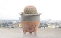 Cactus mammillaria candida rose pot are placed on the balcony against the urban background Royalty Free Stock Photo