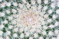 Cactus Mammillaria closeup upper view