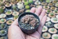 The cactus mammillaria compressa cv. Yokan is grown in a pot in the hands of the farmers Royalty Free Stock Photo